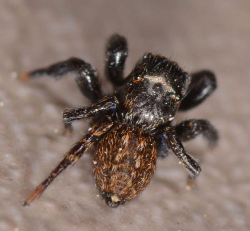 Euophrys herbigrada