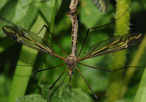 Tipula vittata