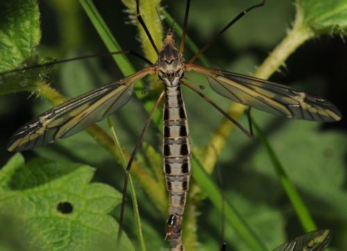 Tipula vittata