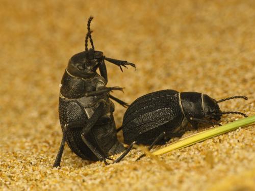 Pimelia modesta