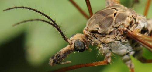 Tipula vittata