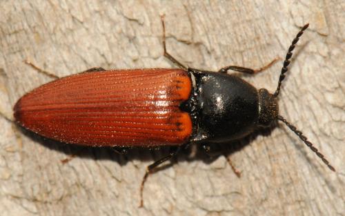 Réf. 84 253 : Ampedus pomorum