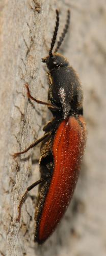 Réf. 84 254 : Ampedus pomorum