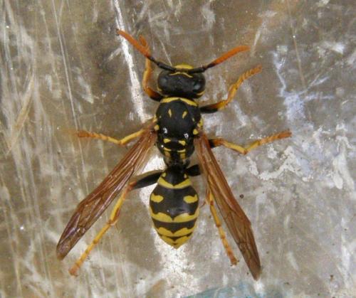 Polistes dominula