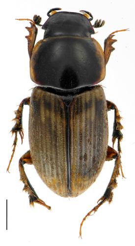 Réf. 84 631 : Melinopterus prodromus