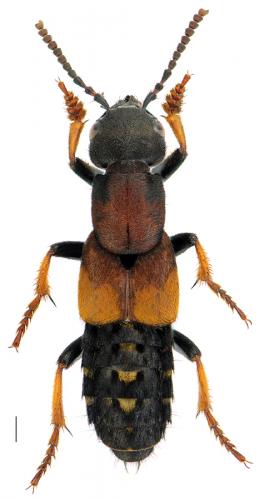 Dinothenarus fossor