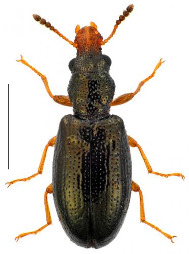 Salpingus planirostris