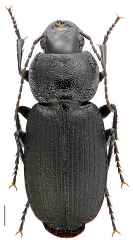 Licinus depressus