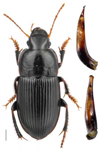 Réf. 84 619 : Harpalus tardus
