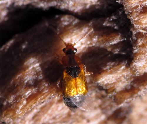 Réf. 84 039 : Eusphalerum sp.