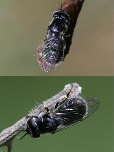 Réf. 84 210 : Heringia heringi