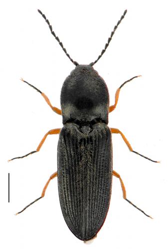 Cardiophorus rufipes