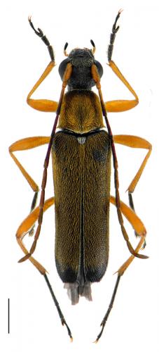 Grammoptera ustulata