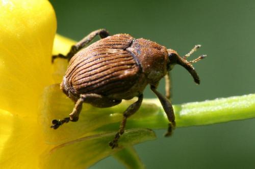 Réf. 84 600 : Mononychus punctumalbum