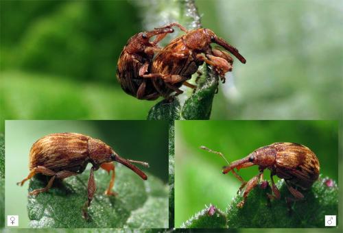 Réf. 84 496 : Anthonomus rectirostris