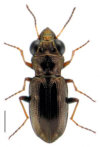 Réf. 84 777 : Notiophilus rufipes