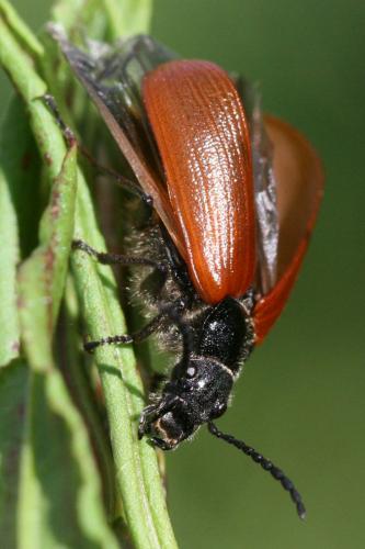Omophlus lepturoides
