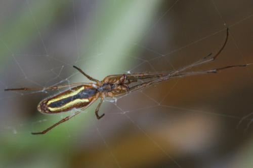 Réf. 84 817 : Tetragnatha extensa