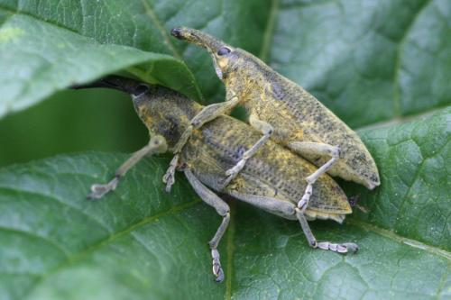 Réf. 84 816 : Lixus pulverulentus