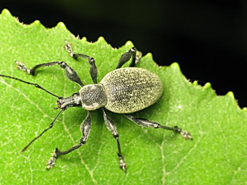 Otiorhynchus sulfurifer