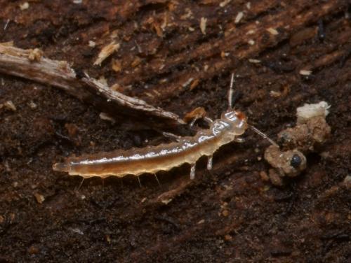 Réf. 84 472 : Uleiota planatus