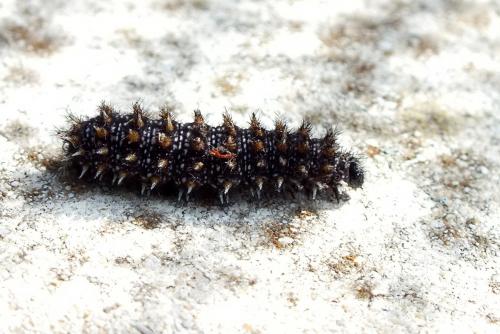 Melitaea sp.