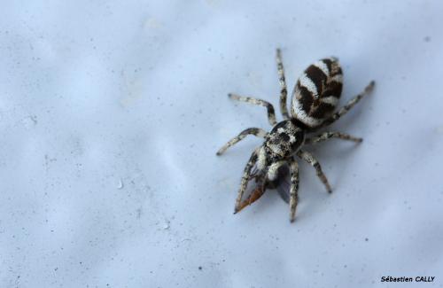 Salticus scenicus