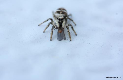 Salticus scenicus
