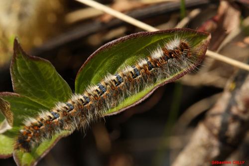 Réf. 84 179 : Lasiocampa quercus
