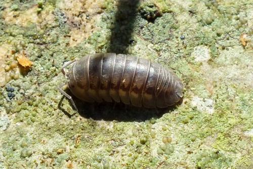 Réf. 84 396 : Armadillidium nasatum