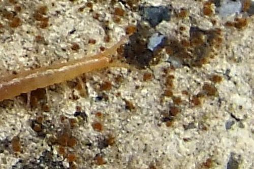 Geophilus flavus