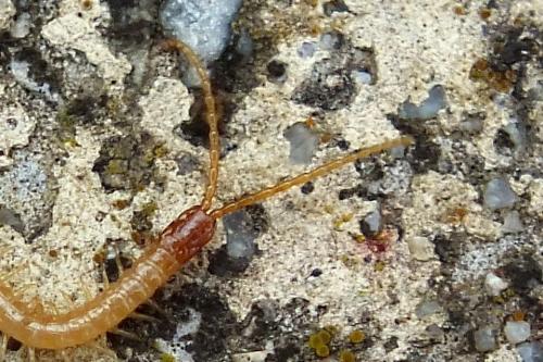 Geophilus flavus