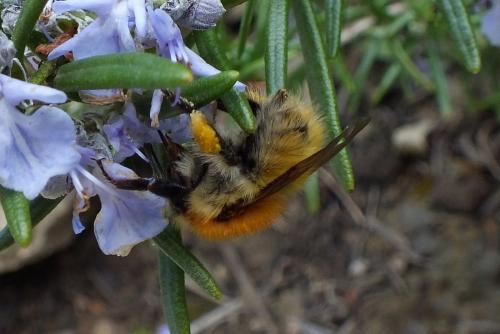 Bombus sp.