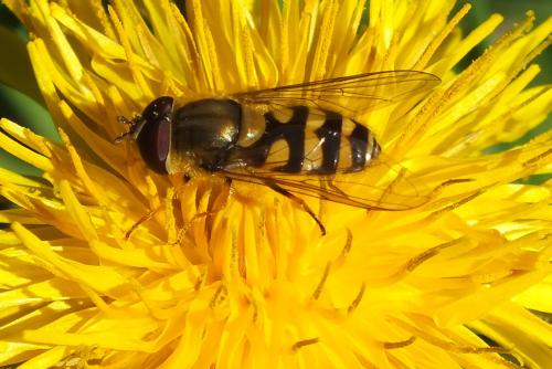 Réf. 84 456 : Syrphus sp.