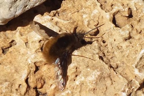 Réf. 84 398 : Bombylius major