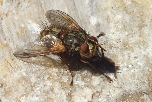 Phryno vetula