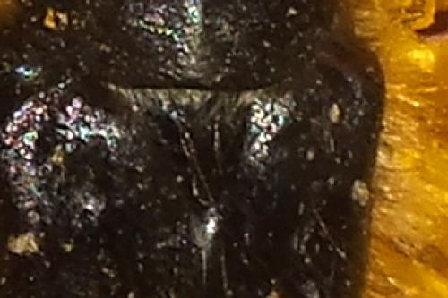 Tropinota sp.