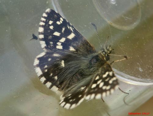 Réf. 84 248 : Pyrgus malvae