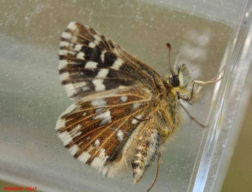 Réf. 84 249 : Pyrgus malvae