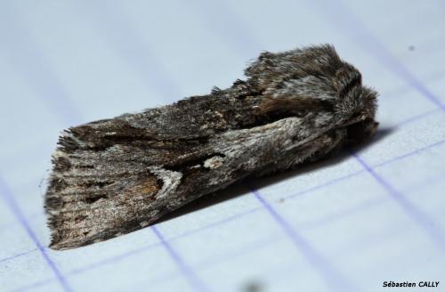 Chloantha hyperici