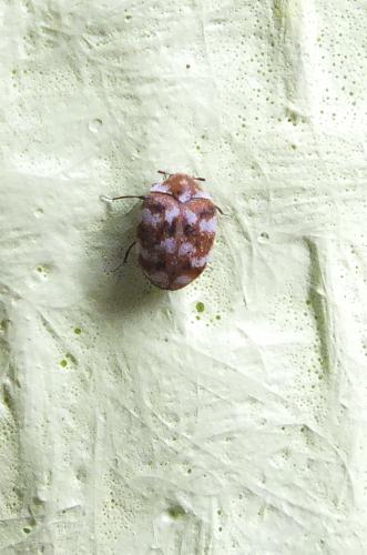 Anthrenus verbasci