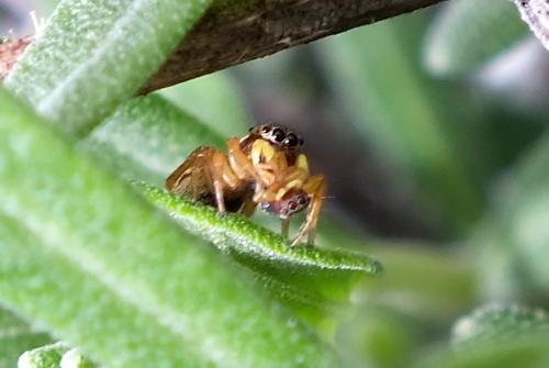 Heliophanus tribulosus