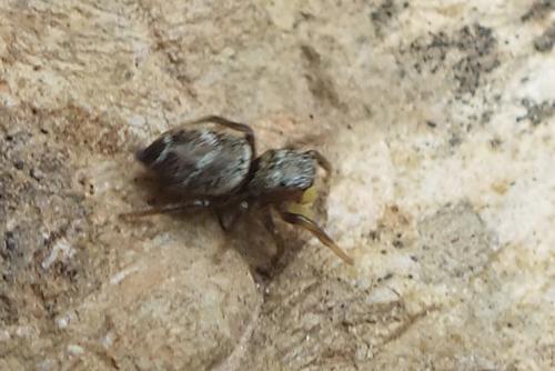 Heliophanus tribulosus