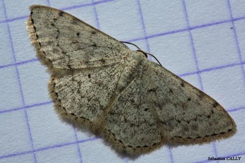 Réf. 84 691 : Scopula marginepunctata