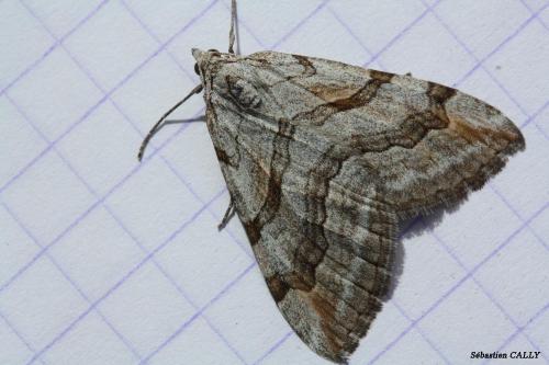 Aplocera sp.