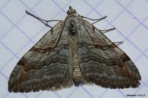 Réf. 84 694 : Aplocera efformata