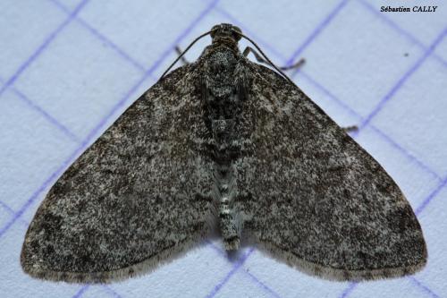 Réf. 84 692 : Lobophora halterata
