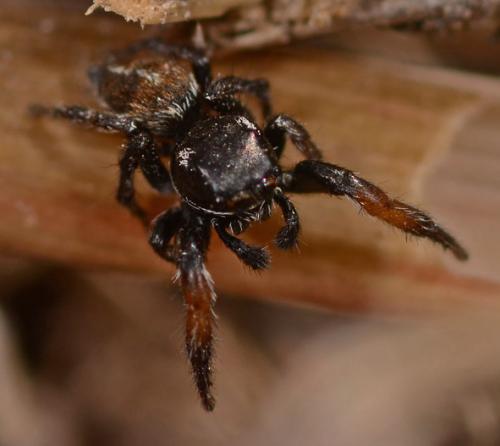 Pellenes sp.