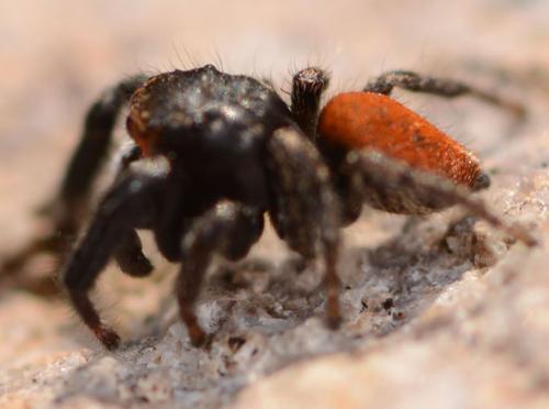 Pellenes diagonalis