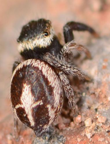Pellenes flavipalpis